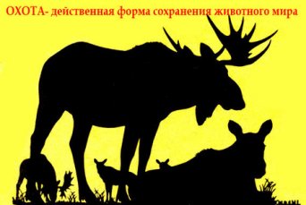 Увеличение численности лося Лоси
